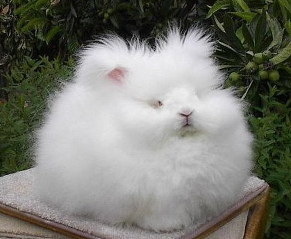 달토끼 (@moonrabbit16) | CREPE